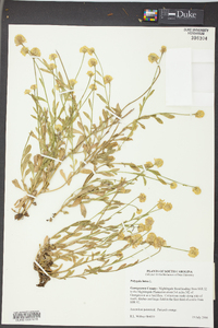 Polygala lutea image