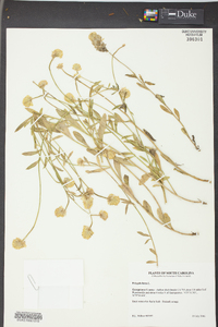 Polygala lutea image