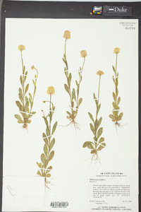 Polygala lutea image