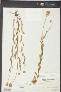 Polygala lutea image