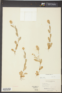 Polygala lutea image