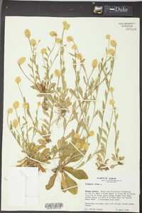 Polygala lutea image