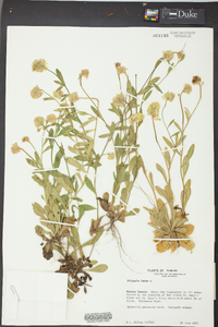 Polygala lutea image