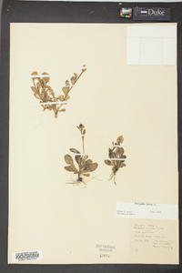 Polygala lutea image