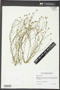 Polygala mariana image