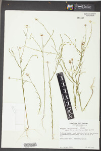 Polygala mariana image