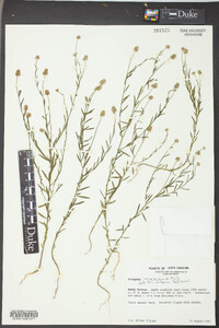 Polygala mariana image