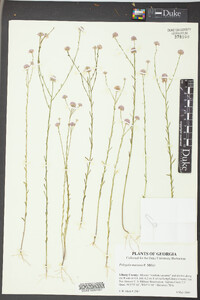 Polygala mariana image