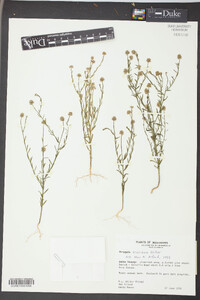 Polygala mariana image