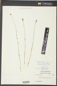 Polygala nuttallii image