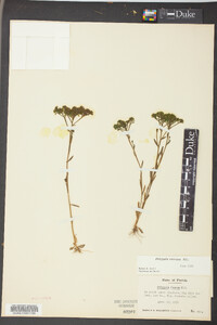 Polygala ramosa image