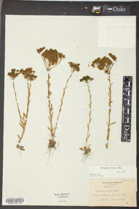 Polygala ramosa image