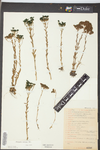 Polygala ramosa image