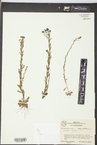 Polygala ramosa image