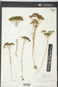 Polygala ramosa image