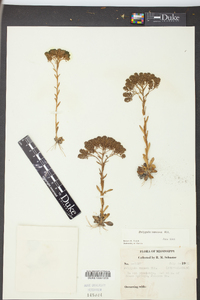 Polygala ramosa image