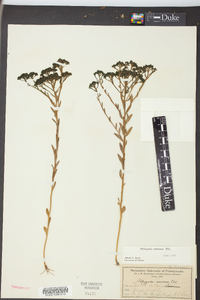 Polygala ramosa image