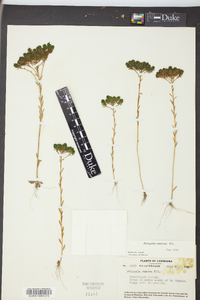 Polygala ramosa image