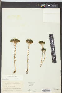 Polygala ramosa image