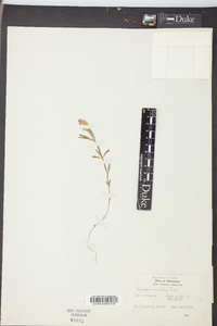 Polygala ramosior image