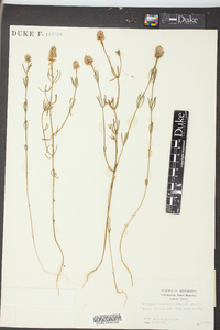 Polygala ramosior image