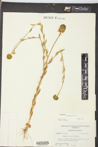 Polygala rugelii image