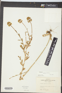 Polygala rugelii image