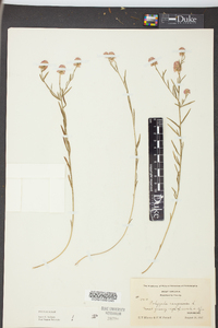 Polygala sanguinea image