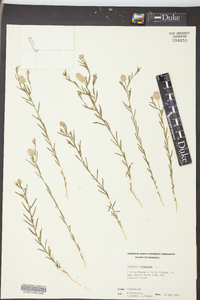 Polygala sanguinea image