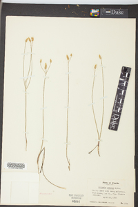 Polygala setacea image