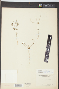 Polygala verticillata image