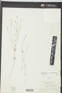 Polygala ambigua image