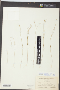 Polygala verticillata image