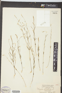 Polygala verticillata image