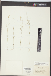 Polygala ambigua image