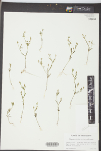 Polygala verticillata image