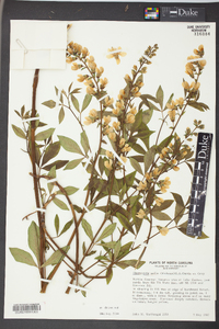 Thermopsis mollis image