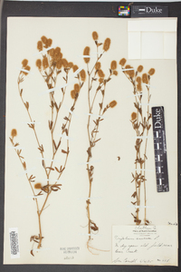 Trifolium arvense image