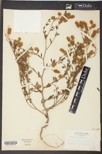 Trifolium arvense image