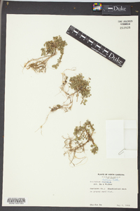 Trifolium dubium image