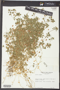 Trifolium dubium image