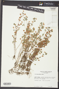 Trifolium dubium image