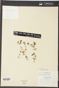 Trifolium dubium image