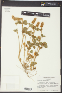 Trifolium incarnatum image