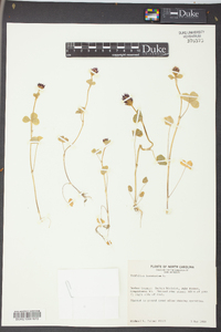 Trifolium incarnatum image