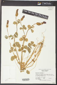 Trifolium incarnatum image