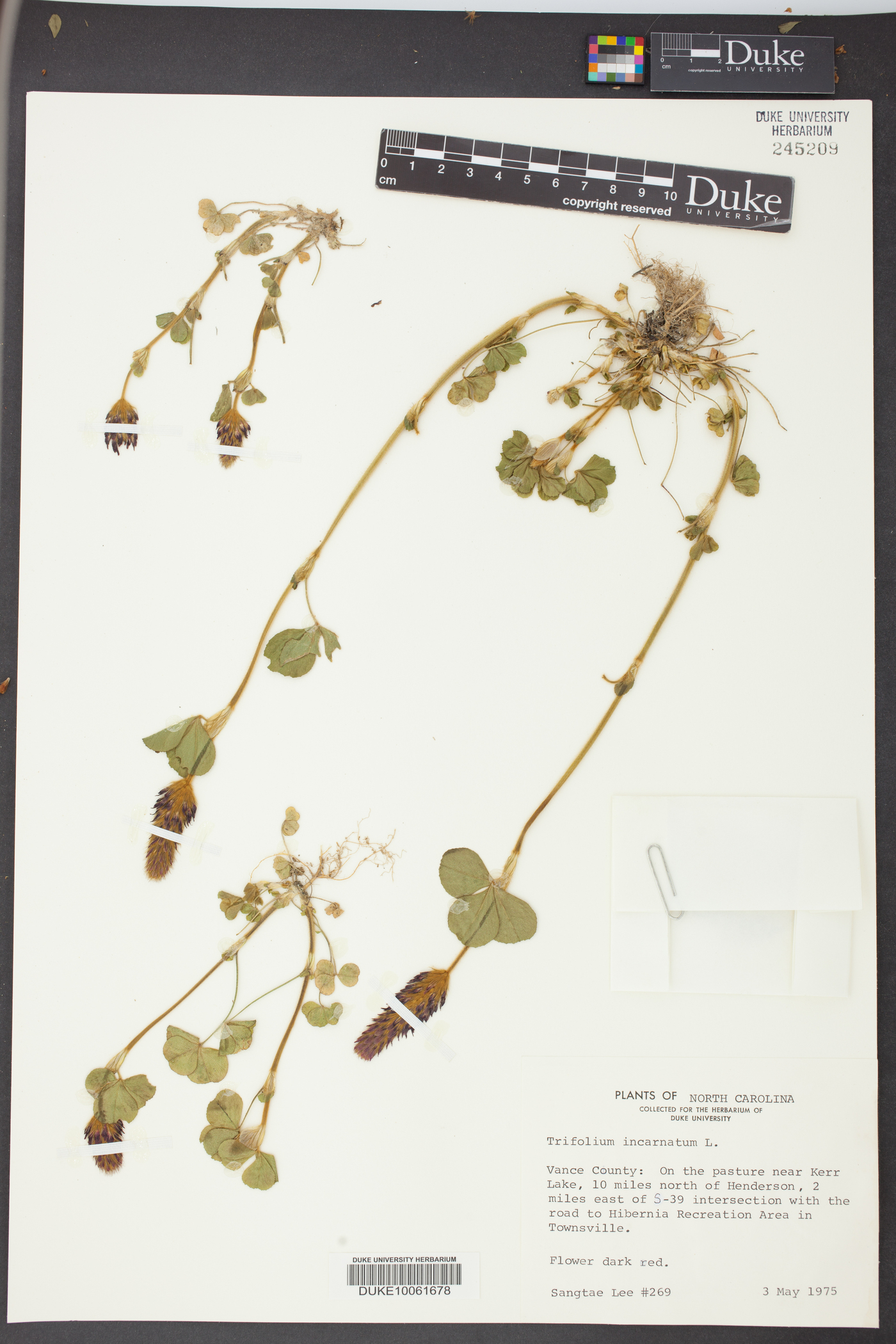 Trifolium incarnatum image