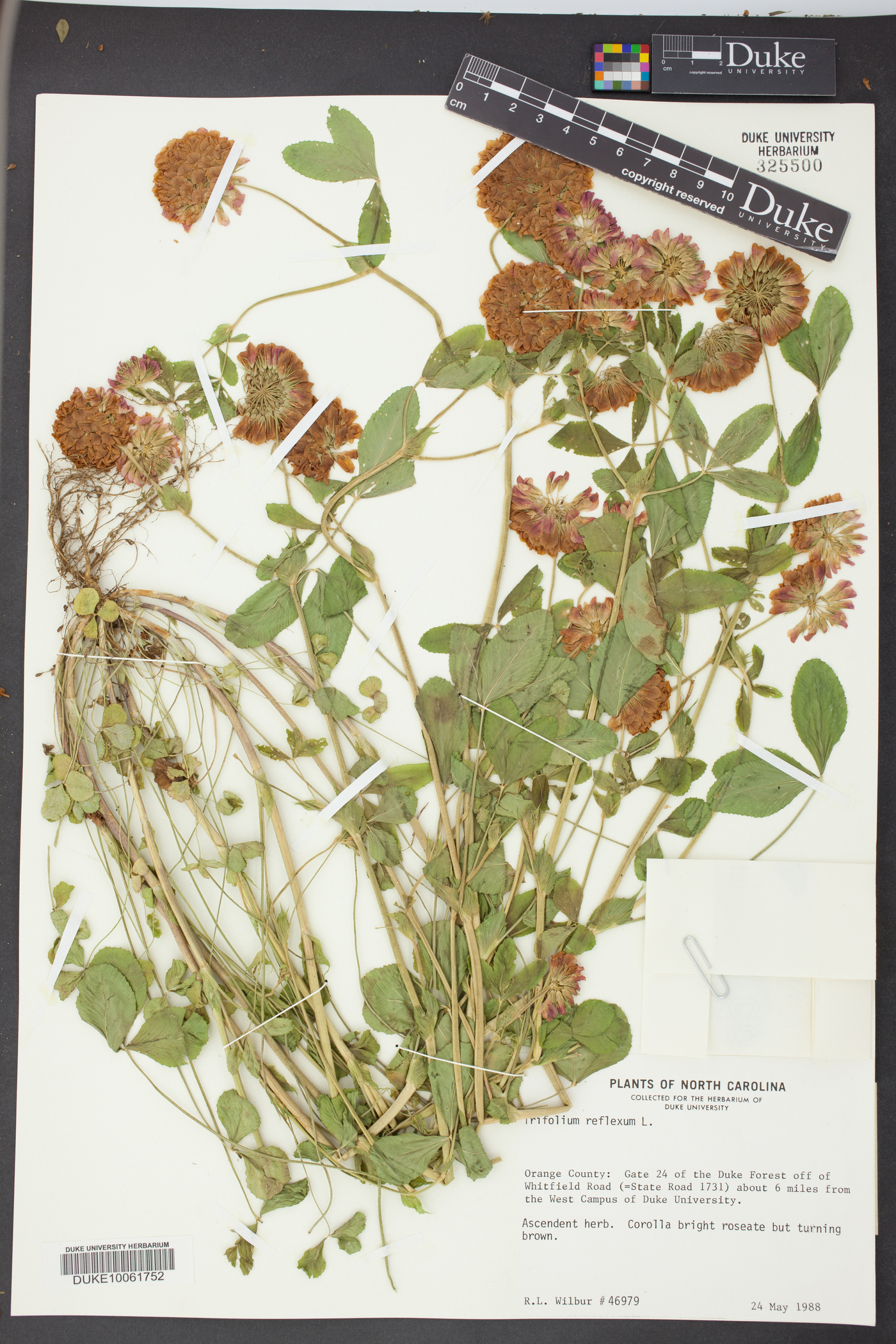 Trifolium reflexum image