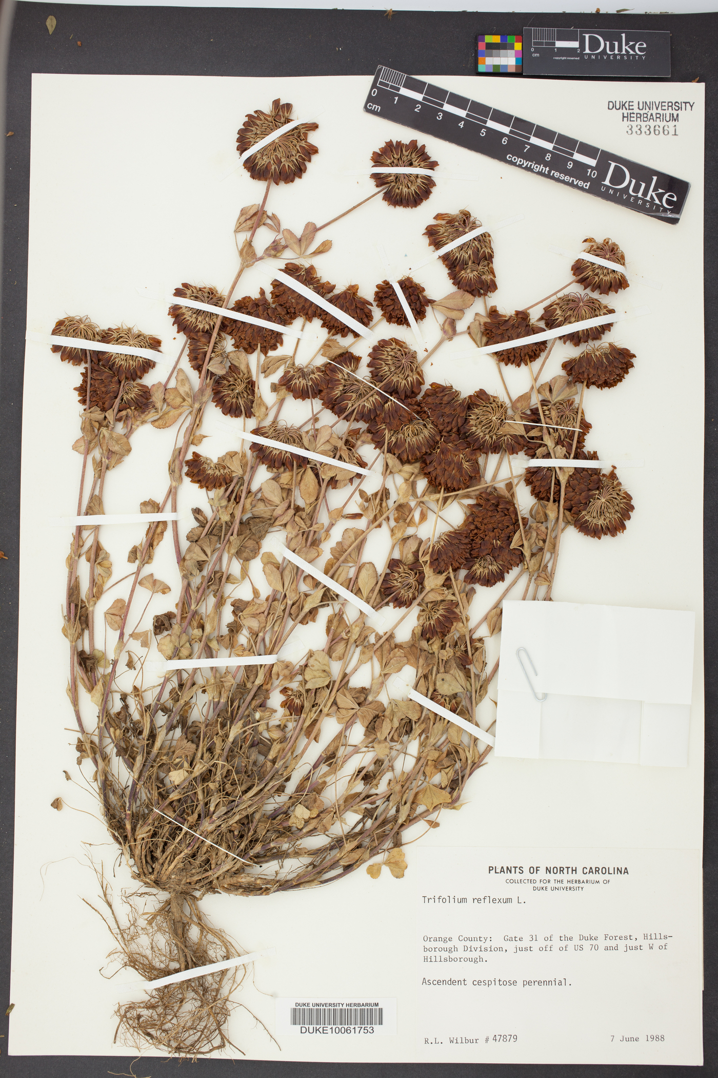 Trifolium reflexum image