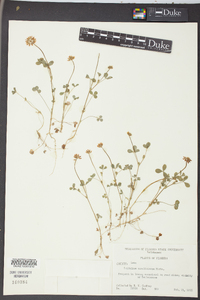 Trifolium carolinianum image